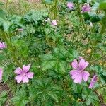 Malva setigeraFlower