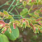 Euphorbia bracteata Flower