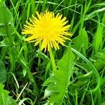 Taraxacum cucullatiforme 葉