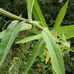 Sonchus palustris Leaf