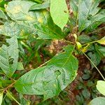 Terminalia superba Hoja