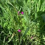 Oxalis purpurea Kukka