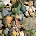 Juncus bulbosus 葉