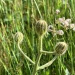 Crepis conyzifolia Flower