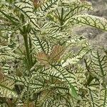 Heliopsis helianthoides Blatt