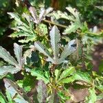 Hibiscus acetosella Blatt