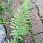 Dryopteris oreades पत्ता