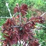 Abies balsamea 叶