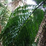 Caryota urens Folha