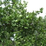 Diospyros texana Агульны выгляд