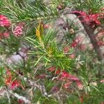 Grevillea rosmarinifolia Liść