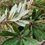 Banksia oblongifolia Folla