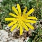 Hieracium porrifolium Fleur