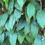 Thunbergia mysorensis Blatt