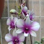 Dendrobium spp. Flower