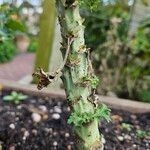 Crambe maritima Bark