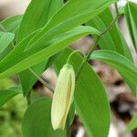 Uvularia sessilifolia Flor