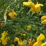 Cytisus scoparius Květ