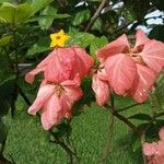 Mussaenda philippica Fuelha