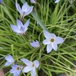 Ipheion uniflorum Flor