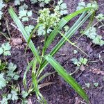 Scirpus hattorianus Habit