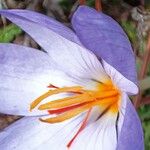 Crocus sativus Kvet