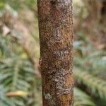 Erythroxylum laurifolium Bark