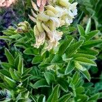 Astragalus frigidus Квітка