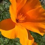 Eschscholzia caespitosa Flor