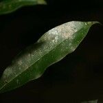 Chrysophyllum argenteum Φύλλο