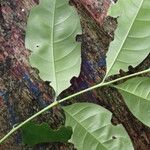 Trichilia prieuriana Feuille