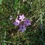 Erodium acaule Blüte