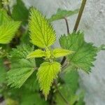 Urtica dioica Leaf