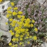 Alyssum serpyllifolium Hábito