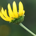 Helianthus silphioides Кветка