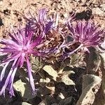 Centaurea pichleri Flower