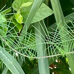 Ipomoea quamoclit Leaf