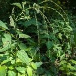 Verbena urticifolia Цвят