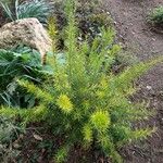 Grevillea juniperina Leaf