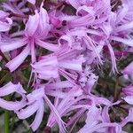 Nerine undulata Flower