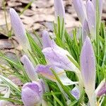 Crocus vernusKwiat