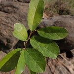 Antidesma venosum Leaf