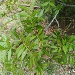 Loxostylis alata Leaf