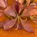 Bauhinia purpurea Цветок