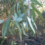 Eucalyptus camaldulensis Folha