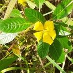 Ludwigia peploides Blad