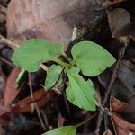 Malaxis weberbaueriana Leaf