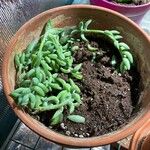 Sedum morganianum पत्ता