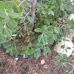 Buxus balearica Листок