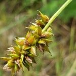 Carex oederi Ffrwyth